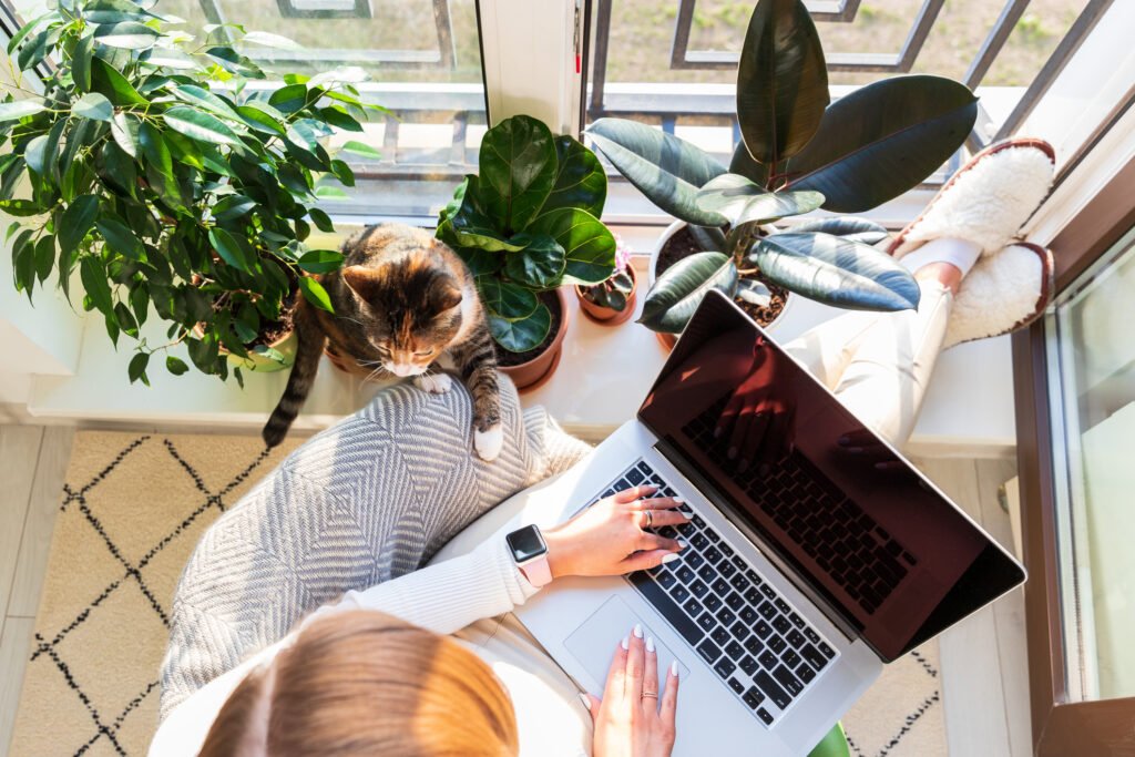 Woman freelancer sitting on armchair and putting your feet on windowsill with plants, remote works on laptop computer at sunny home office, cat nearby wants attention and to be stroked. Top view.