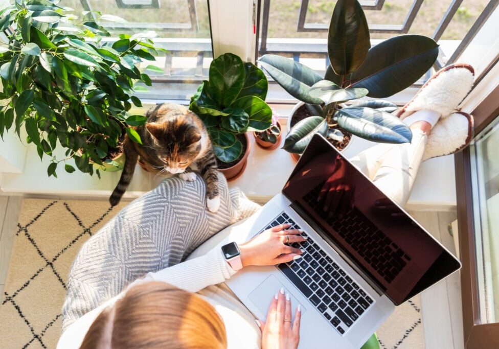 Woman freelancer sitting on armchair and putting your feet on windowsill with plants, remote works on laptop computer at sunny home office, cat nearby wants attention and to be stroked. Top view.