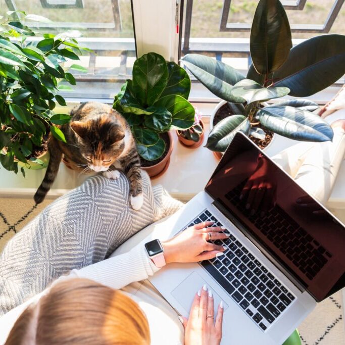 Woman freelancer sitting on armchair and putting your feet on windowsill with plants, remote works on laptop computer at sunny home office, cat nearby wants attention and to be stroked. Top view.